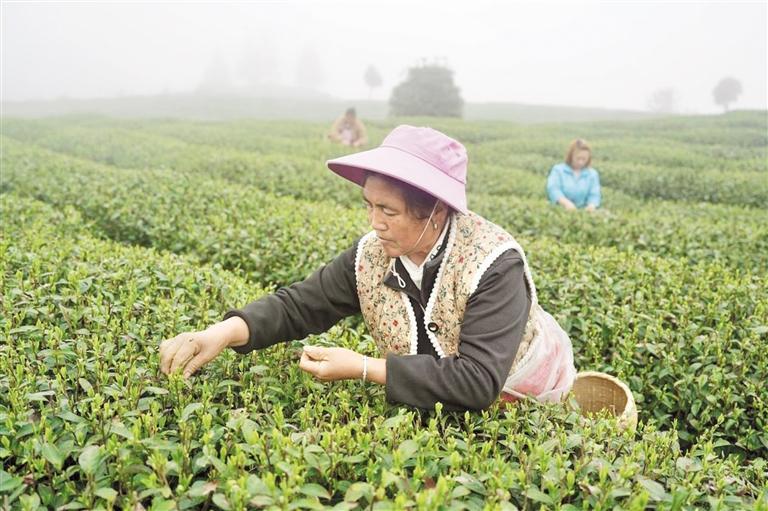 绥阳县的茶农们正赶在清明前采摘春茶。 李前勇 摄