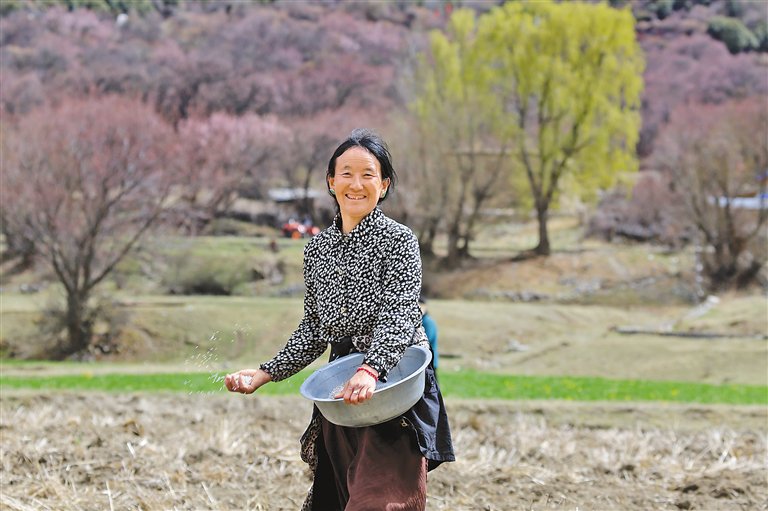 　　图为村民在给土地育肥。