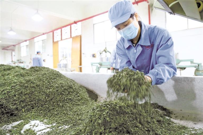 凤冈县仙人岭锌硒有机茶业有限公司生产车间，工人在生产毛峰茶。 饶云 摄