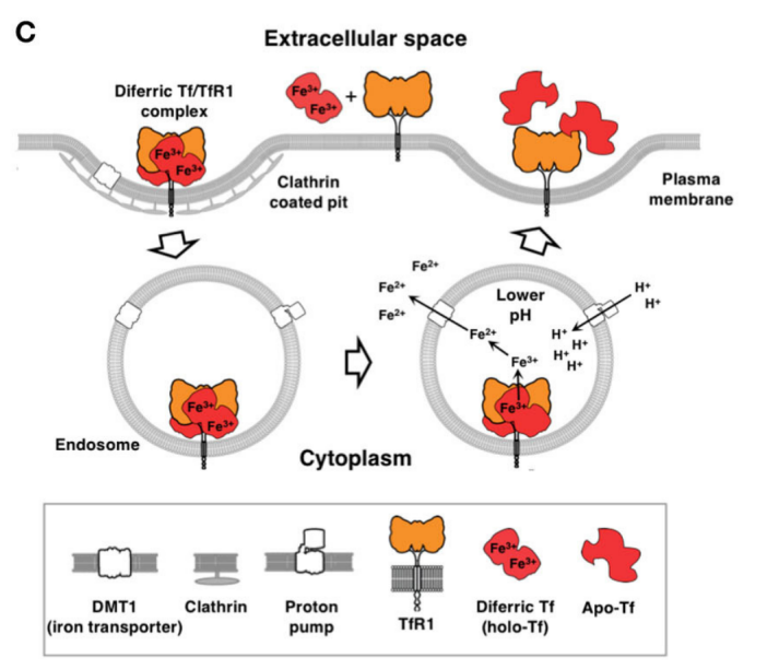 具体而言,tf/tfr1复合体通过细胞内吞作用进入核内体.