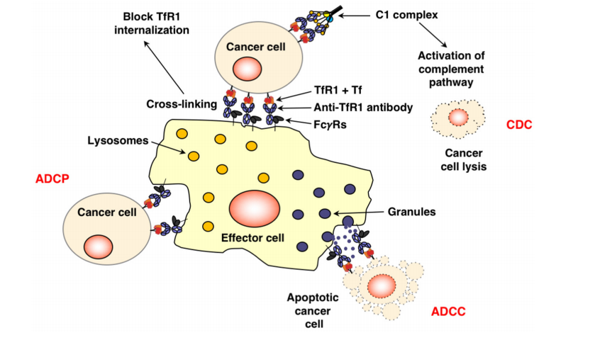和/或激活抗体介导的效应功能,如抗体依赖的细胞介导的细胞毒(adcc)
