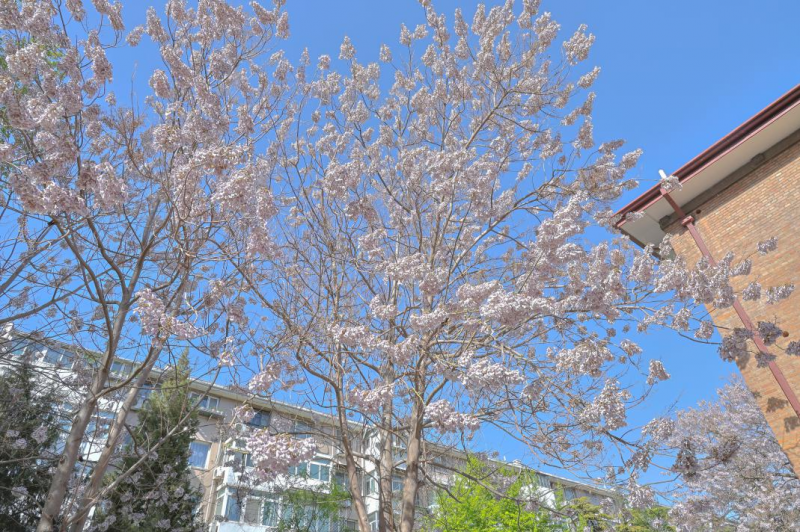 中国建筑科学研究院院内盛开的梧桐树