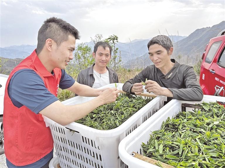 “强组兴村”工作队党员干部在小湾村香慈茶厂帮助村民采摘茶叶。 贾进祥 摄