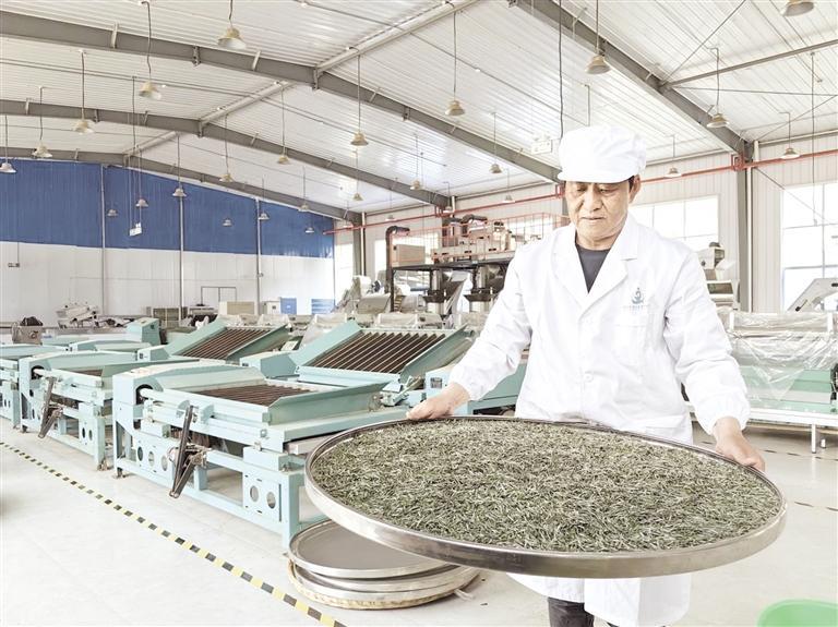 仁怀市一茶叶加工厂工作人员在加工茶叶。 涂顺菊 摄