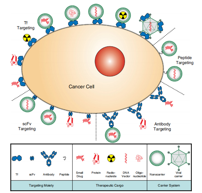 肿瘤和脑部疾病治疗新靶点--tfr1|肿瘤_新浪财经_新浪网