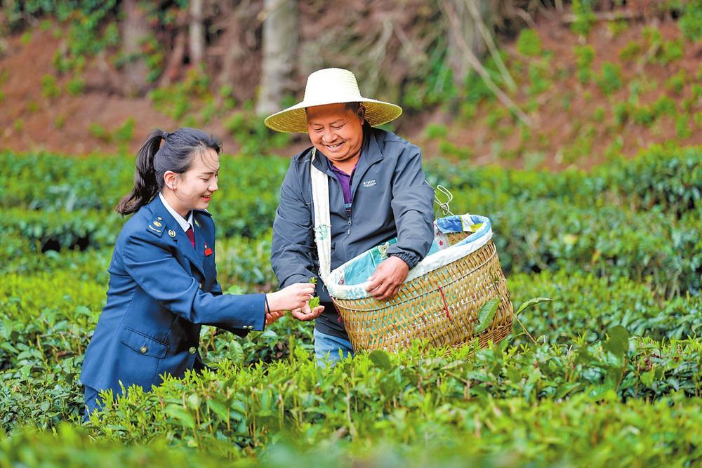 楚雄州税务部门工作人员到双柏县白竹山茶业有限责任公司送政策。通讯员 善从淙 摄