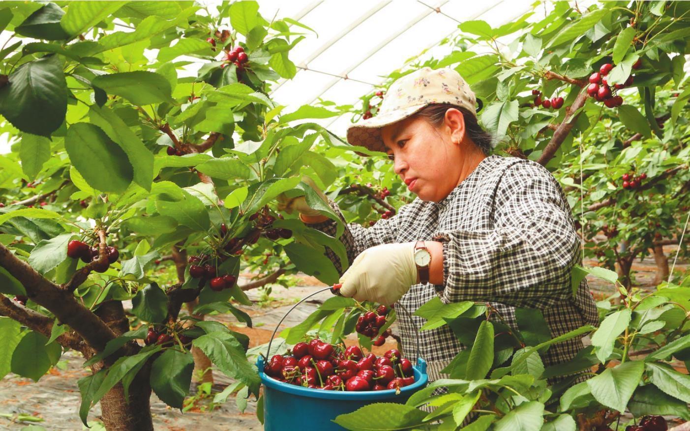 毛祁镇兴隆村农民在大樱桃种植基地采摘樱桃。