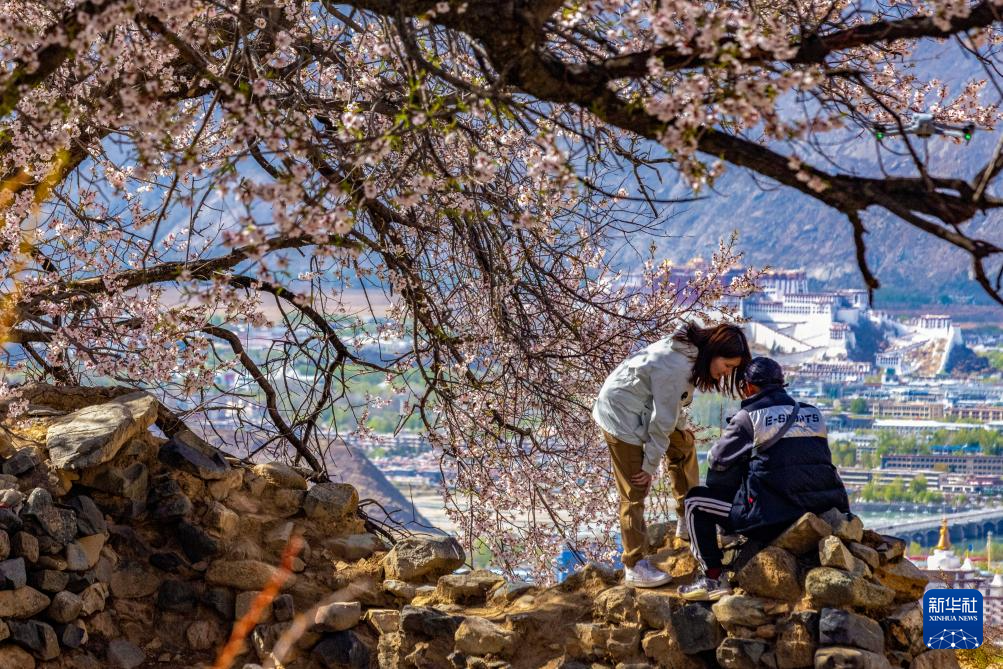 　　游人在桃花树下查看拍摄的照片（4月17日摄）。新华社记者 姜帆 摄