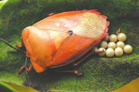 荔蝽 图据视觉中国(12.540,0.63,5.29%)