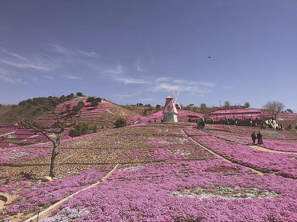 近日,迁西雨花谷景区鲜花盛开,芝樱花,矮牵牛,郁金香,雏菊各种鲜花争