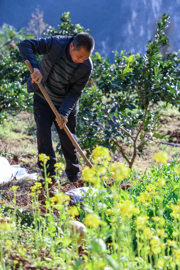 ▲村民在给柑橘施肥。摄影：李智