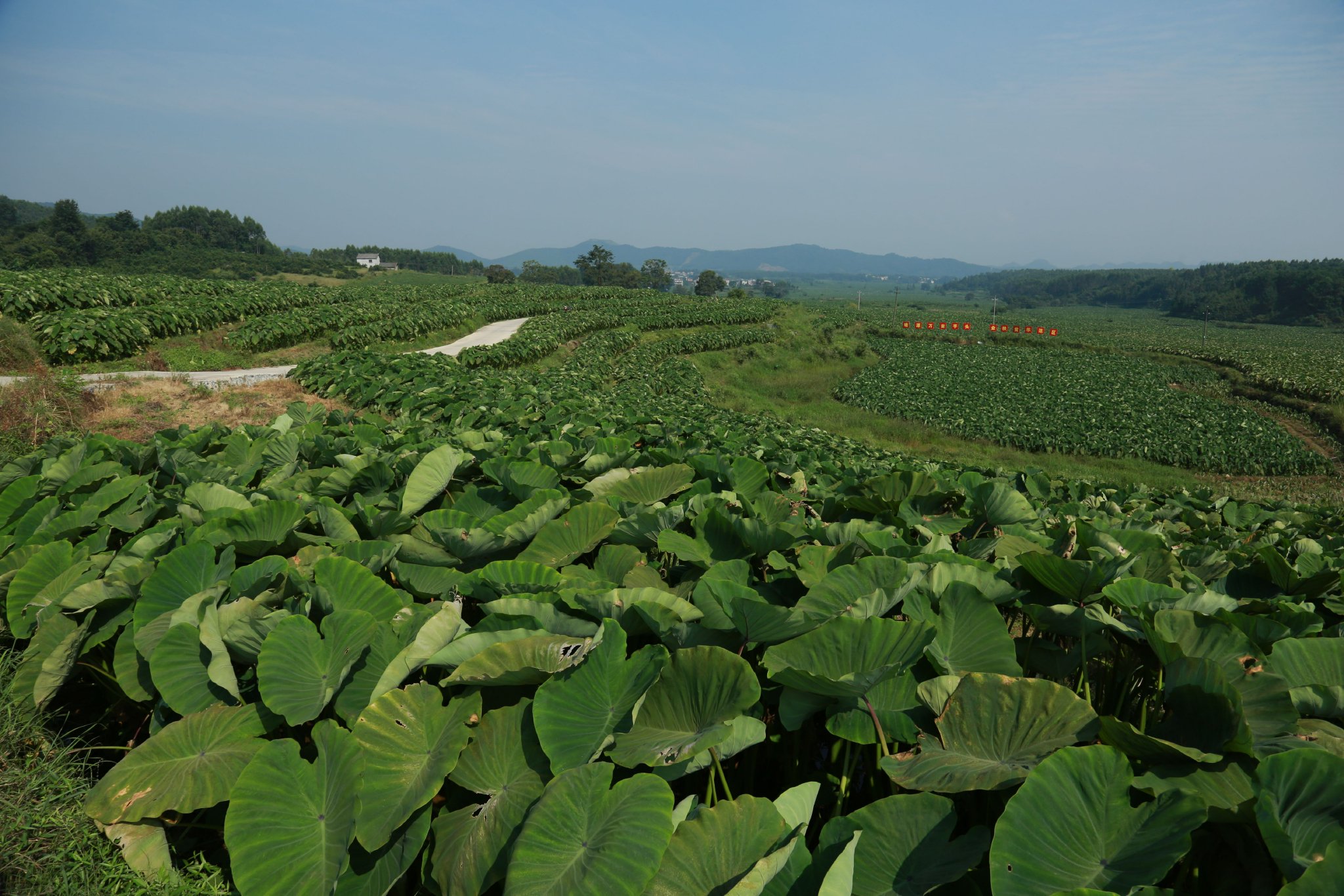 图为富川万亩香芋种植基地