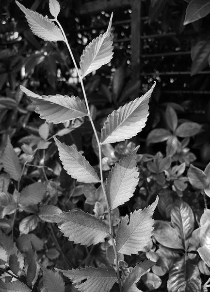 榆荚新开巧似钱|窝窝头_新浪财经_新浪网