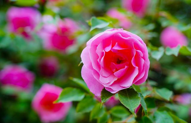 粉红香水月季 图片来源：上海植物园