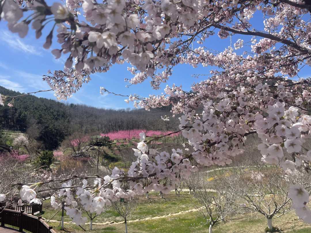 据悉,4月18日开始至5月中旬,会是旅顺樱花园樱花盛开的最佳观赏期,也