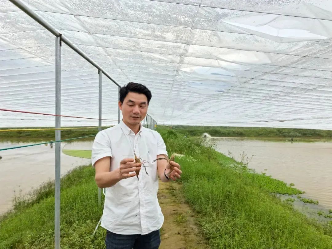 △程健森新增加的虾场迎来收获。肇庆市融媒体中心记者 杨丽娟 摄