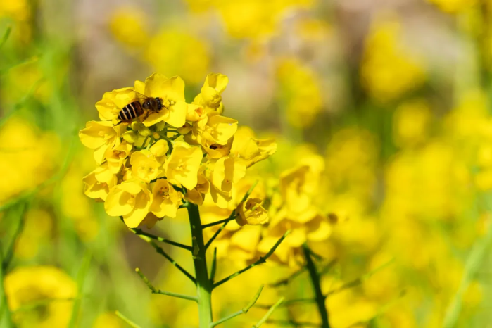 ▲下庄的春天，金黄的油菜花丛中，蜜蜂采蜜忙。摄影：李智