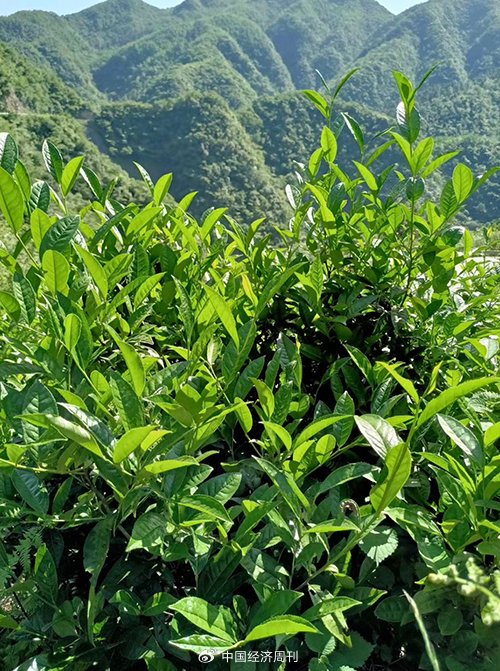 湖南安化:让黑茶从"隐藏"变"热搜"