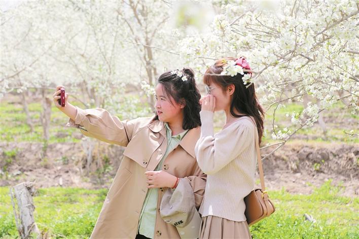 4月11日，游客在三师东风农场千亩西梅园赏花游玩、拍照留念。 兵团日报常驻记者 刘杰 通讯员 何玲丽 摄