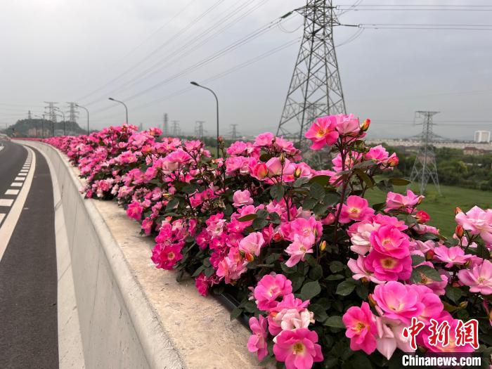 往年杭州高架月季“西子烟雨”盛开的景致。杭州市园林文物局供图