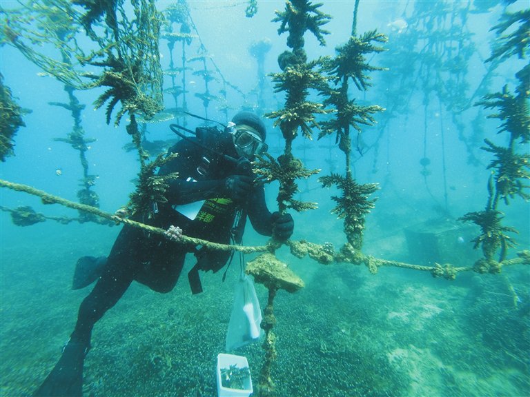 蜈支洲岛旅游区海洋部经理王丰国:有一种执着是在三