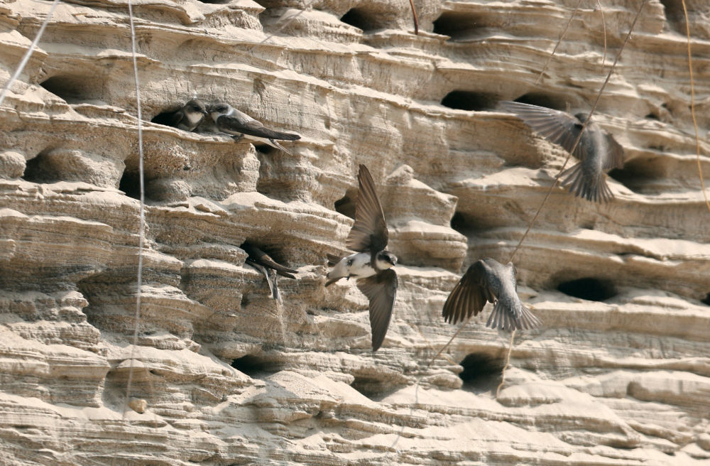 4月18日，崖沙燕在筑巢栖息。新华社发（梁子栋 摄）