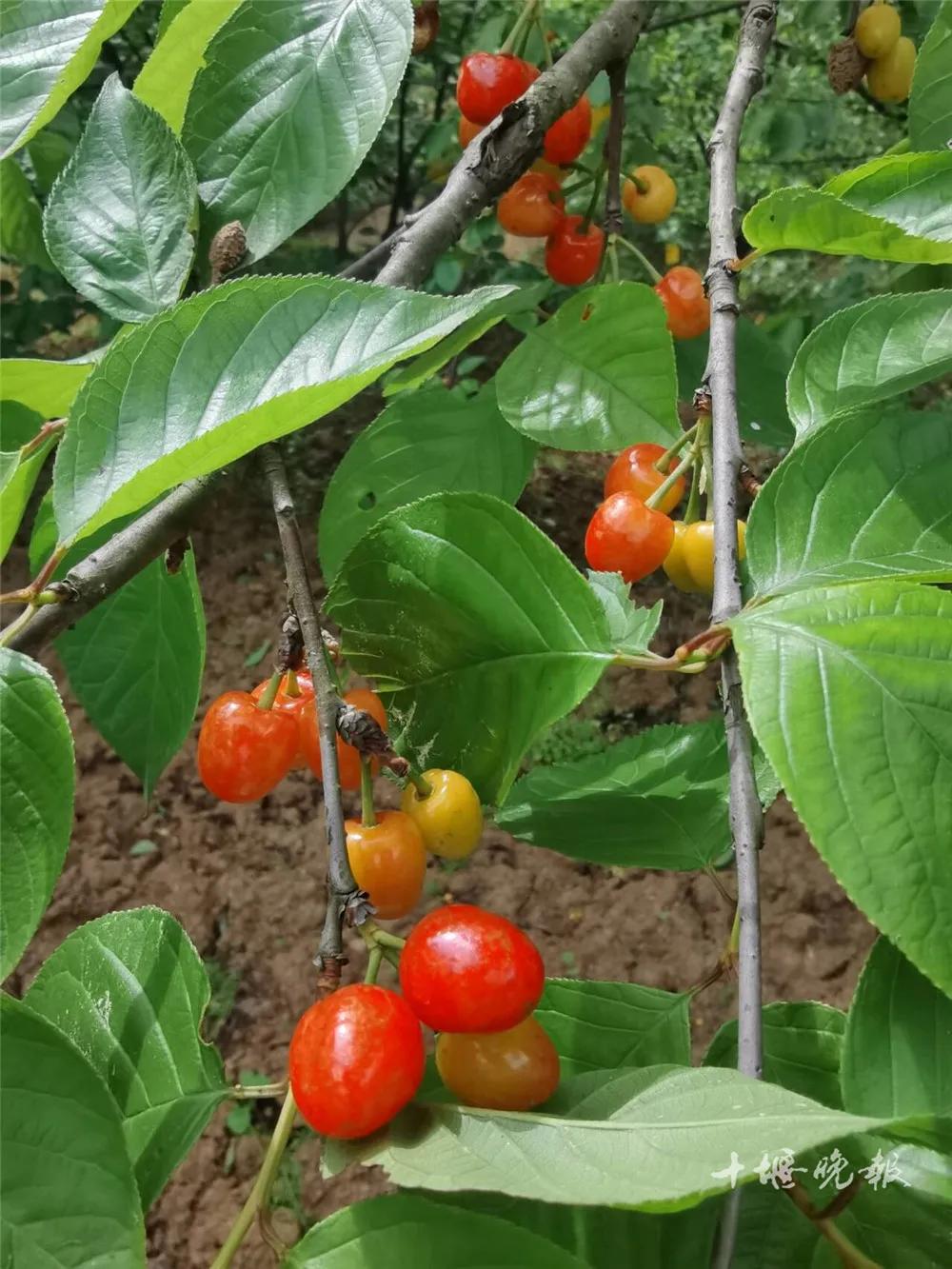 十堰樱桃,啥时候上市?