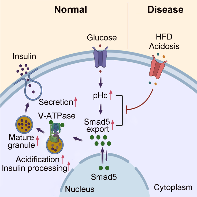 胞内pH-Smad5通路调控胰岛素加工与分泌机制