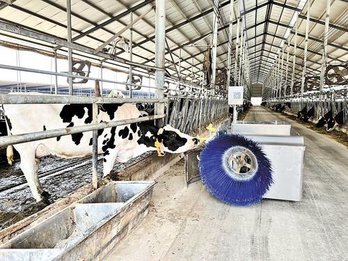 4月9日，滦南县犇鑫奶牛养殖专业合作社的奶牛与机器人“牛保姆”亲密互动。 河北日报记者 汤润清摄