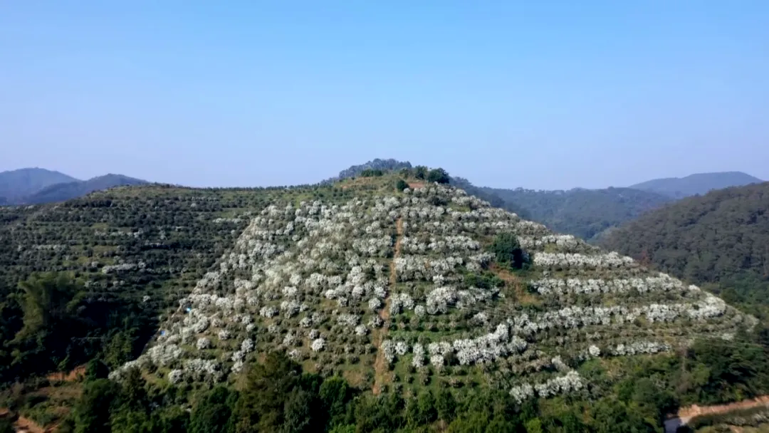 狮子山万亩茶园 来源：梧州市广播电视台