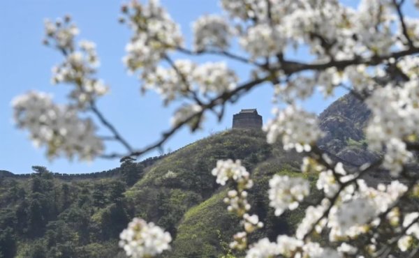 长城雄伟,梨花温柔,共同描绘出一幅“世外梨源”的春景。 记者 方竟凯 摄