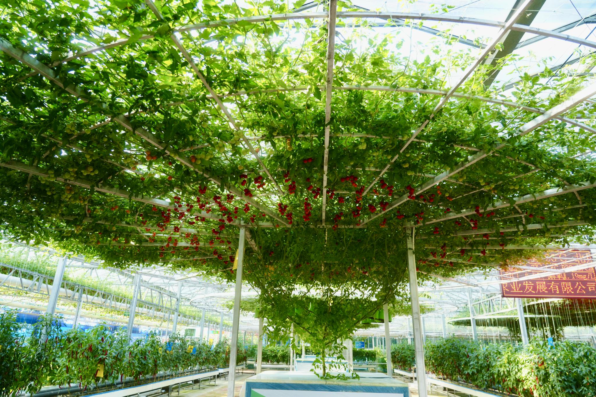 寿光菜博会上展示的西红柿树.新华社记者高天 摄