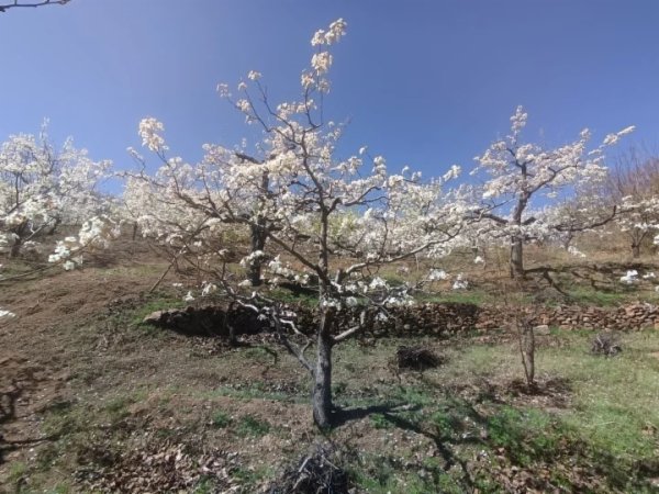 抚宁区台营镇大杨各庄村，漫山遍野的梨花包围了小村庄。通讯员 陈永存 摄