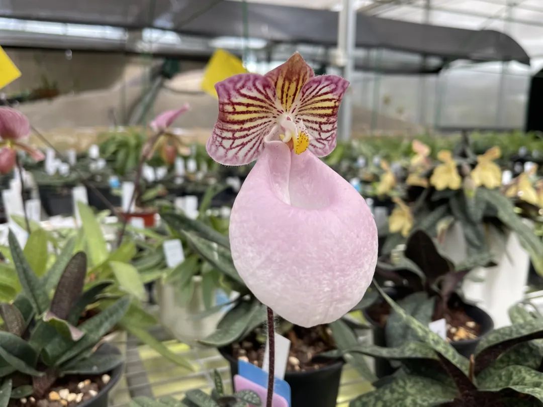 国家植物园迎来揭牌两周年 珍稀濒危植物的"诺亚方舟"