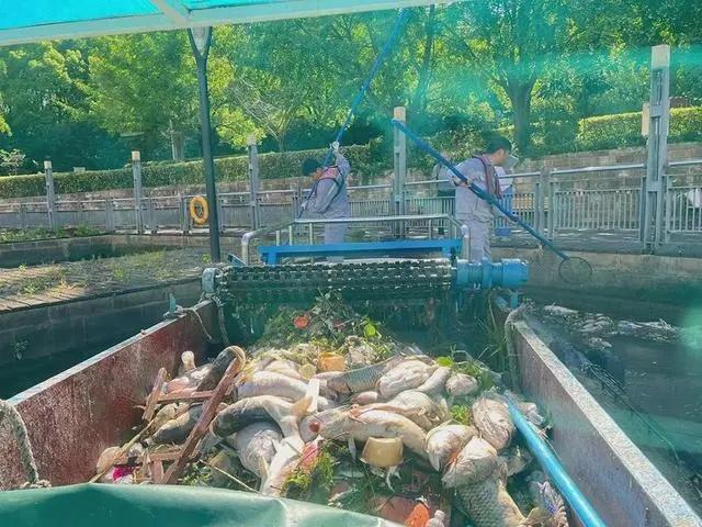 苏州河上，保洁作业船只打捞死鱼。图源：上海市市容环境卫生水上管理处