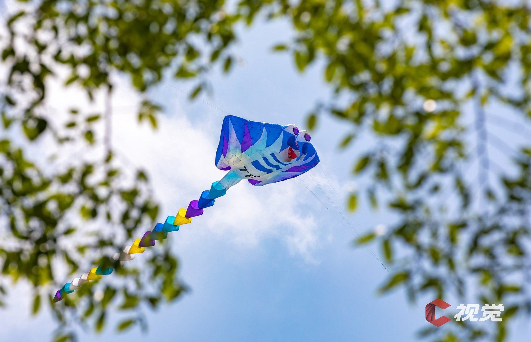 卡通造型的蝠鲼大风筝翱翔在空中.