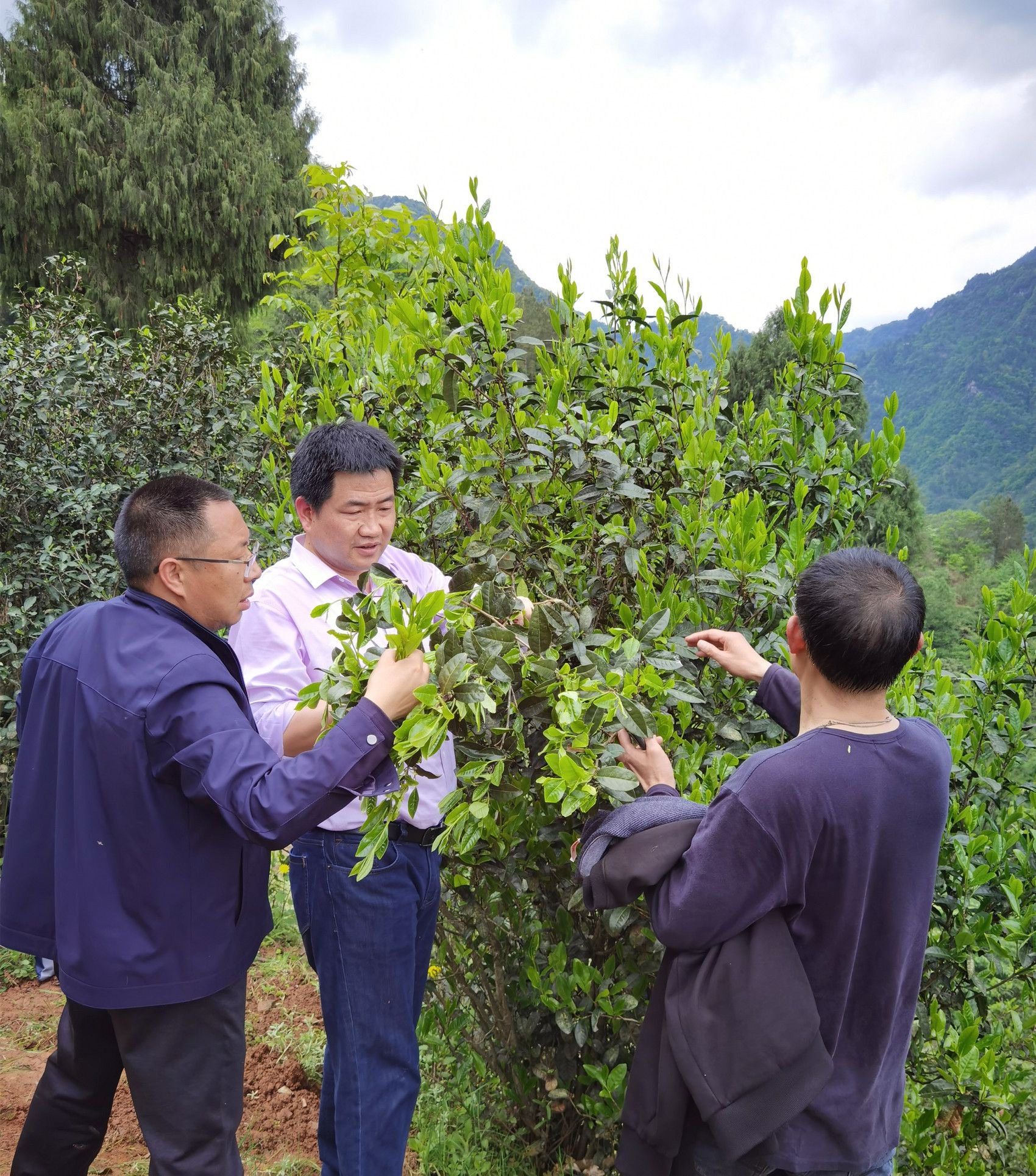 王新超(左二)在旺苍开展茶树资源普查。受访者 供图