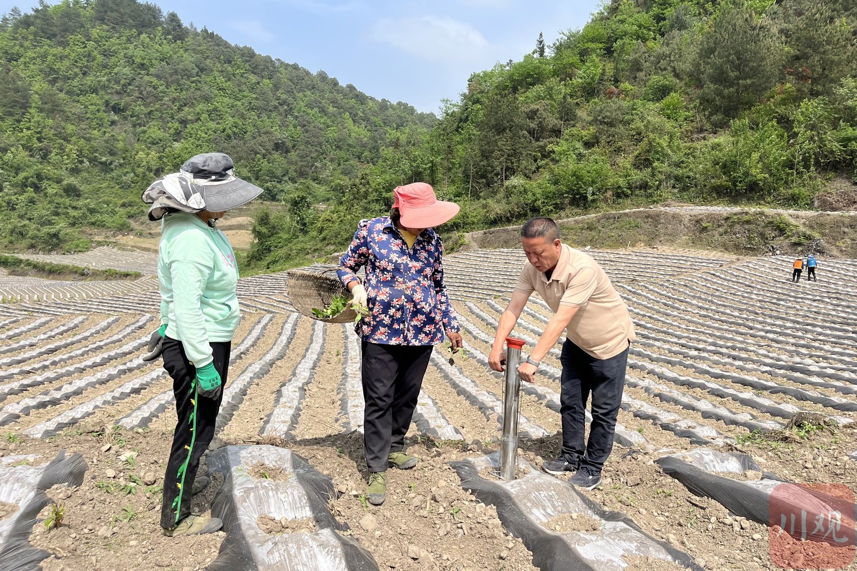 古蔺县双沙镇烟点技术员在指导农户种植。