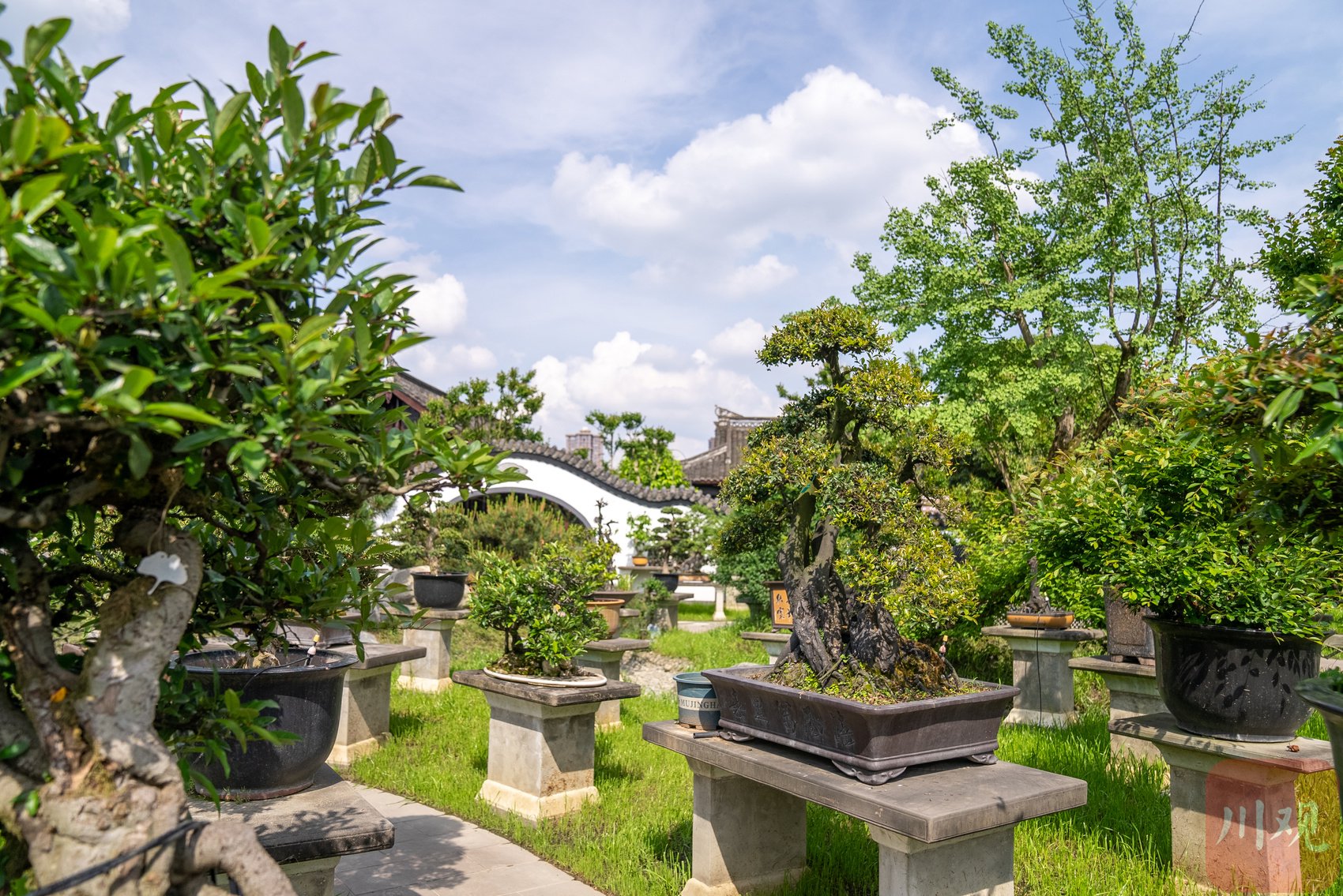 三邑川派盆景博物馆中各种精品盆景经过园林艺术轴,便到达了盆景艺术