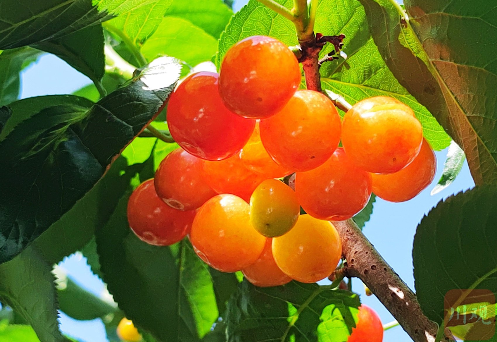 c视频|谷雨时节 龙泉山的樱桃红了