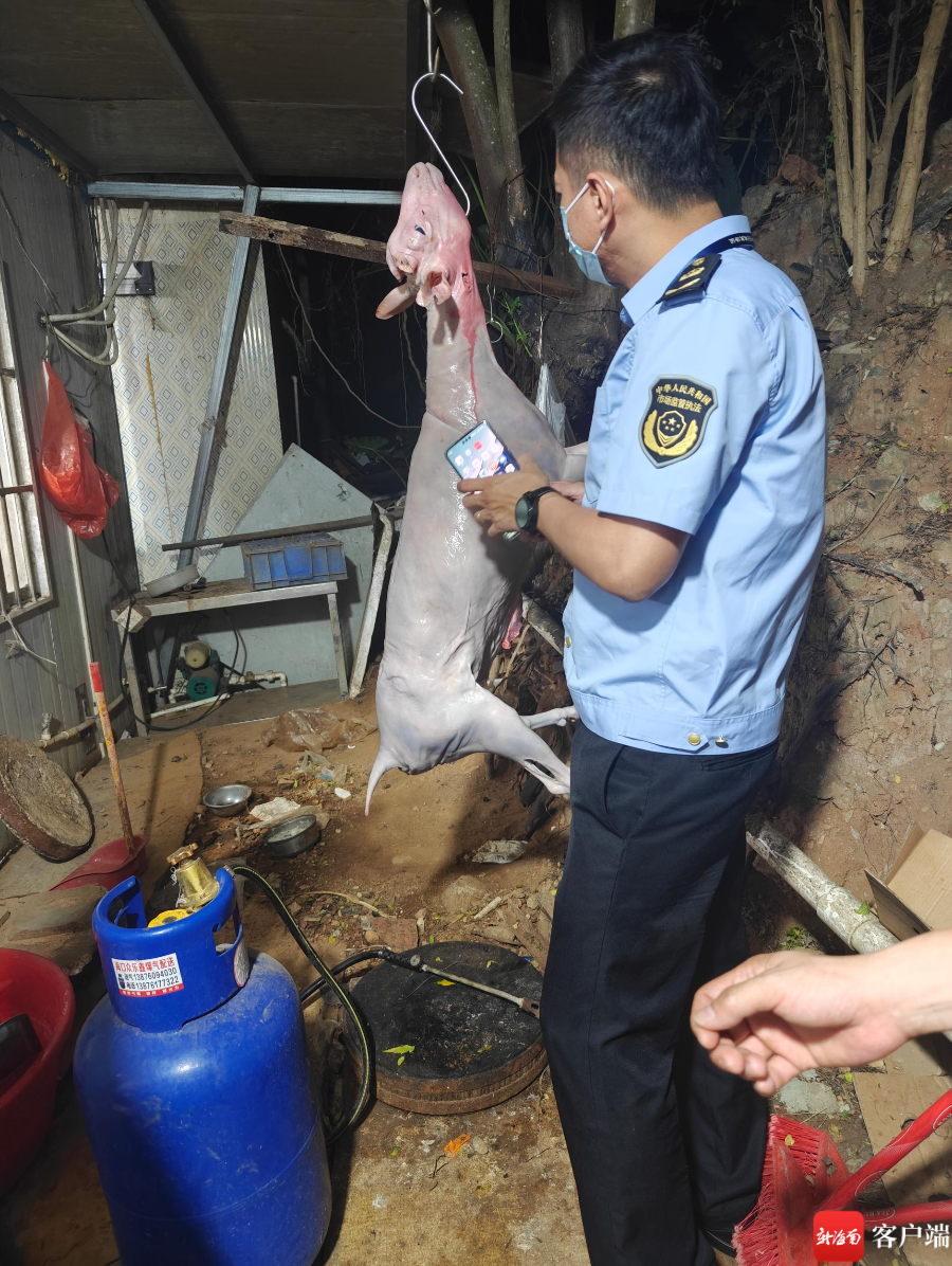海口椰海综合批发市场一家羊肉档口门后，一只染色的白条羊被挂在树上。图为执法人员正在查看羊肉皮层色泽。记者 姜飞 摄