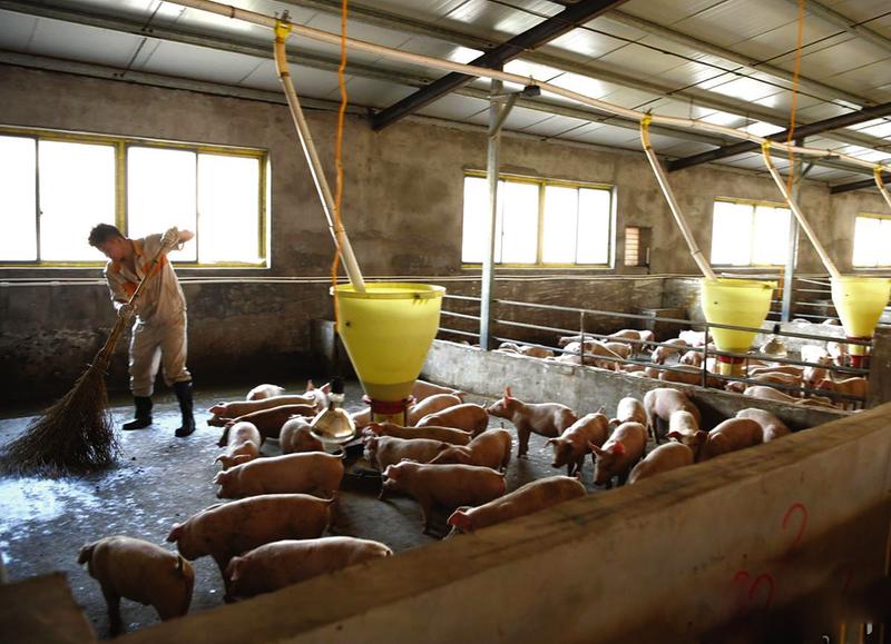 生猪养殖。资料图片