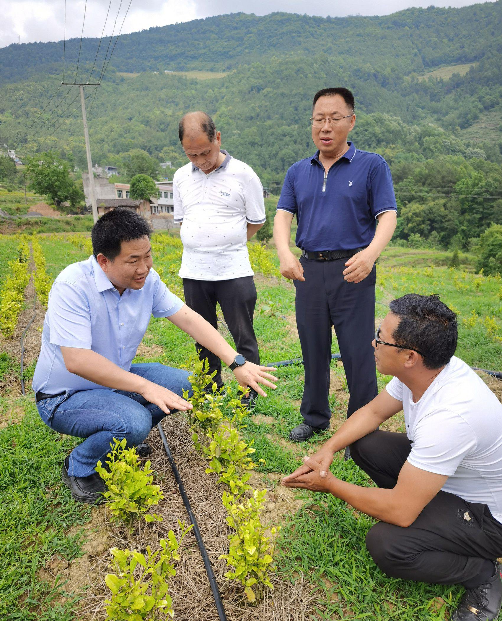 王新超(左一)指导旺苍本地茶叶技术人员、茶农种植“中黄1号”。受访者 供图