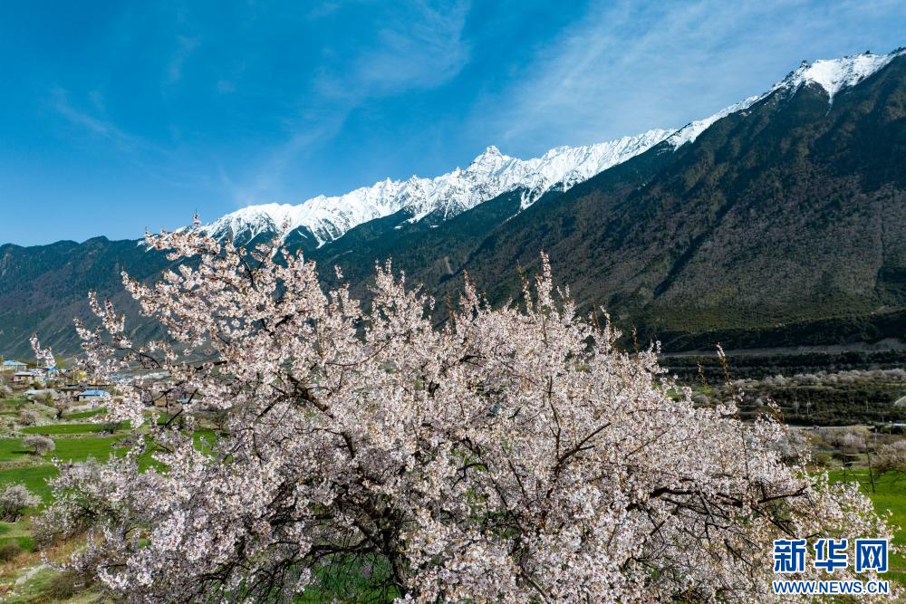 4月18日，在嘉黎县尼屋乡境内盛开的桃花。新华网 旦增努布 摄