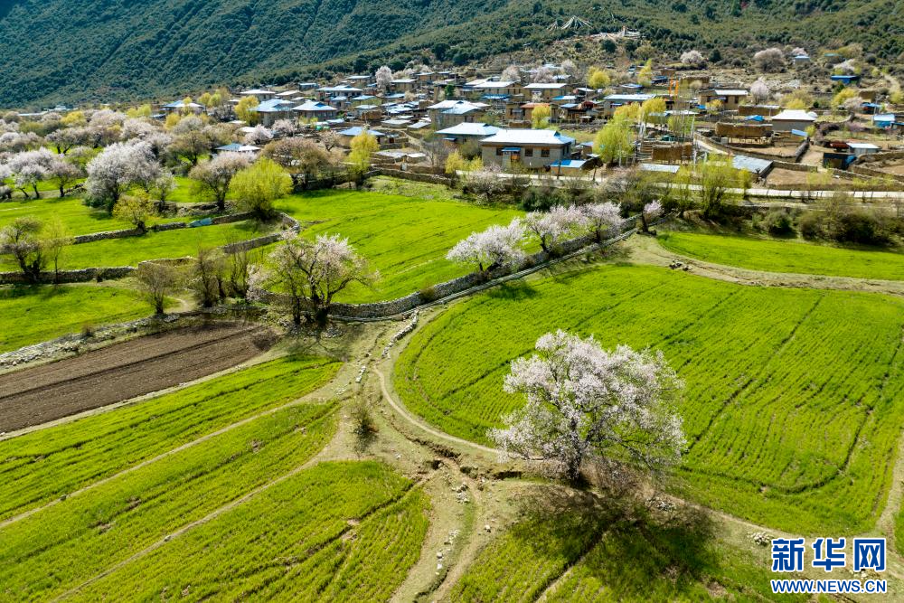 4月18日，在嘉黎县尼屋乡扎西岗村盛开的桃花（无人机照片）。新华网 旦增努布 摄