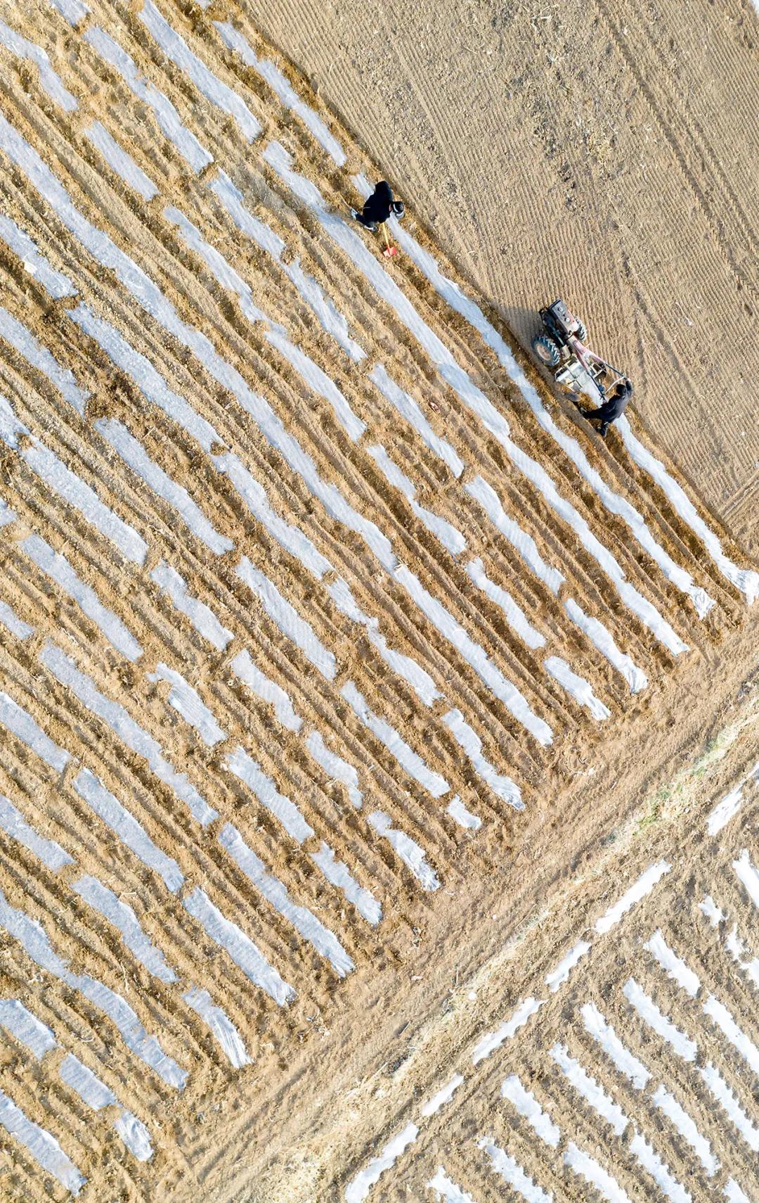 农机具铺设地膜随处可见三三两两的村民有机旱作基地里左权县羊角乡