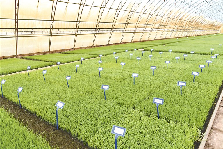 125个水稻试验品种长势喜人