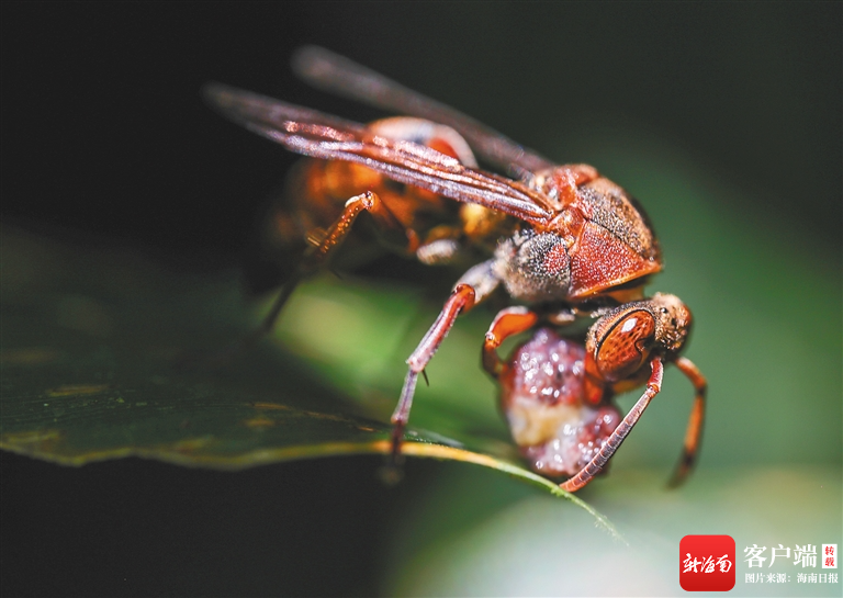 在海南热带雨林国家公园五指山片区,竹叶青蛇