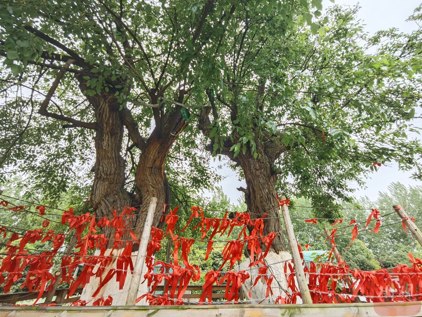 C视频丨成都:千年古桑开花结果迎接游客|成都市_新浪财经_新浪网