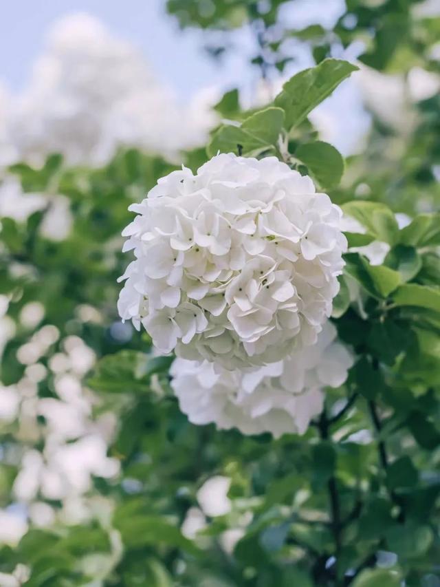 绣球花簇玉团团翠叶琼葩秀色攒朵朵簇拥着 热烈迎接着一个朝气而又